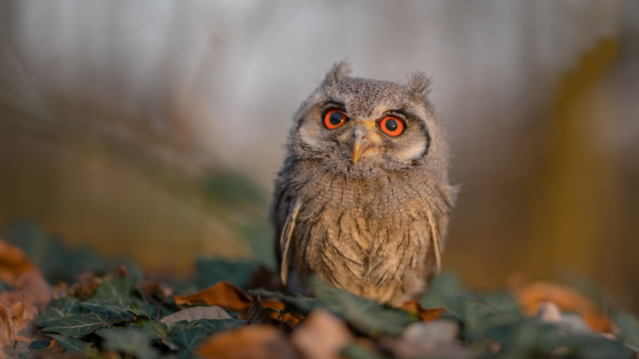 开云体育-“全球极限巡游：穿越五大洲的赛车传奇”，国外极限赛道