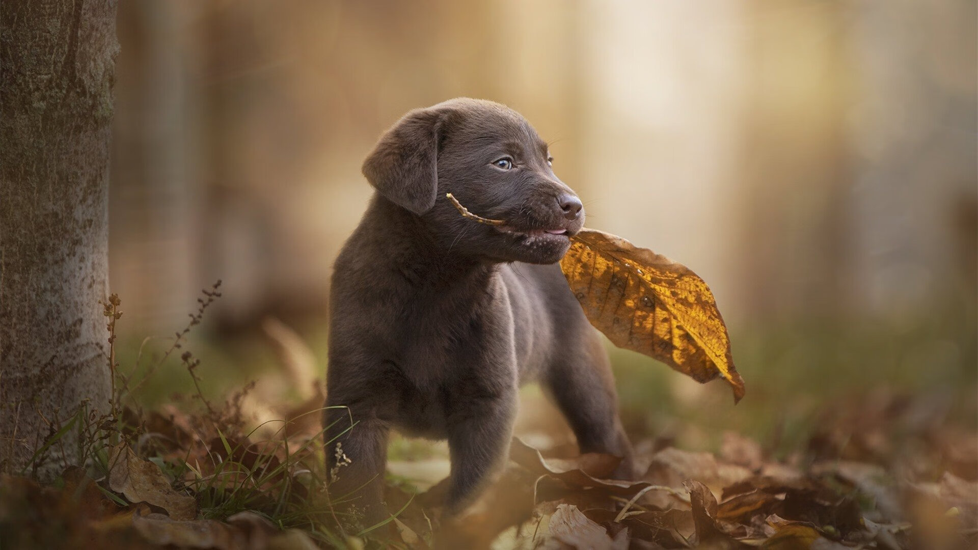 开云中国大陆-“德甲豪门纷纷发力，追逐联赛冠军”，德甲曾经的豪门