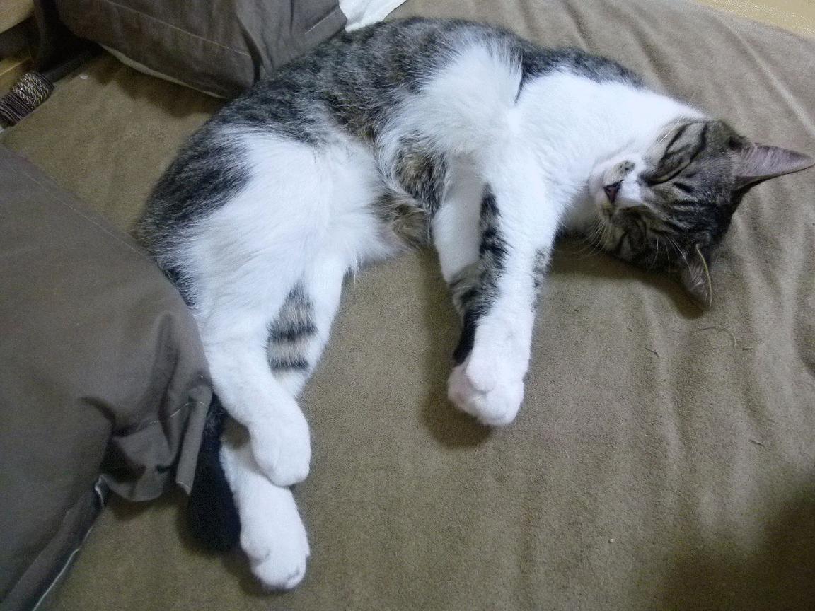 开云官网-【“悬空球”开启新战术】规则创新带来的比赛新看点,悬空术揭秘视频