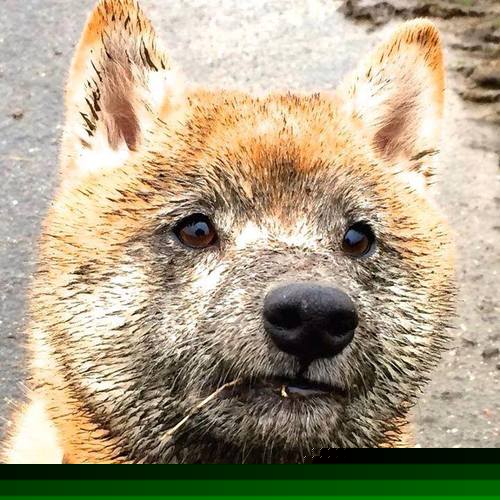 开云网站-团队合作完美展现：北京队助攻达23次，配合出色！，北京队队员名单