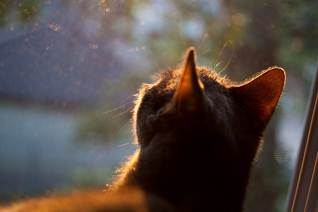 开云官方网页登录-国际台球赛冠军争夺战白热化,台球世界冠军白鸽