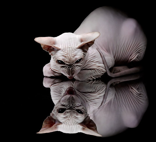 Kaiyun APP-Aster选手伤病恢复良好,aster阵容