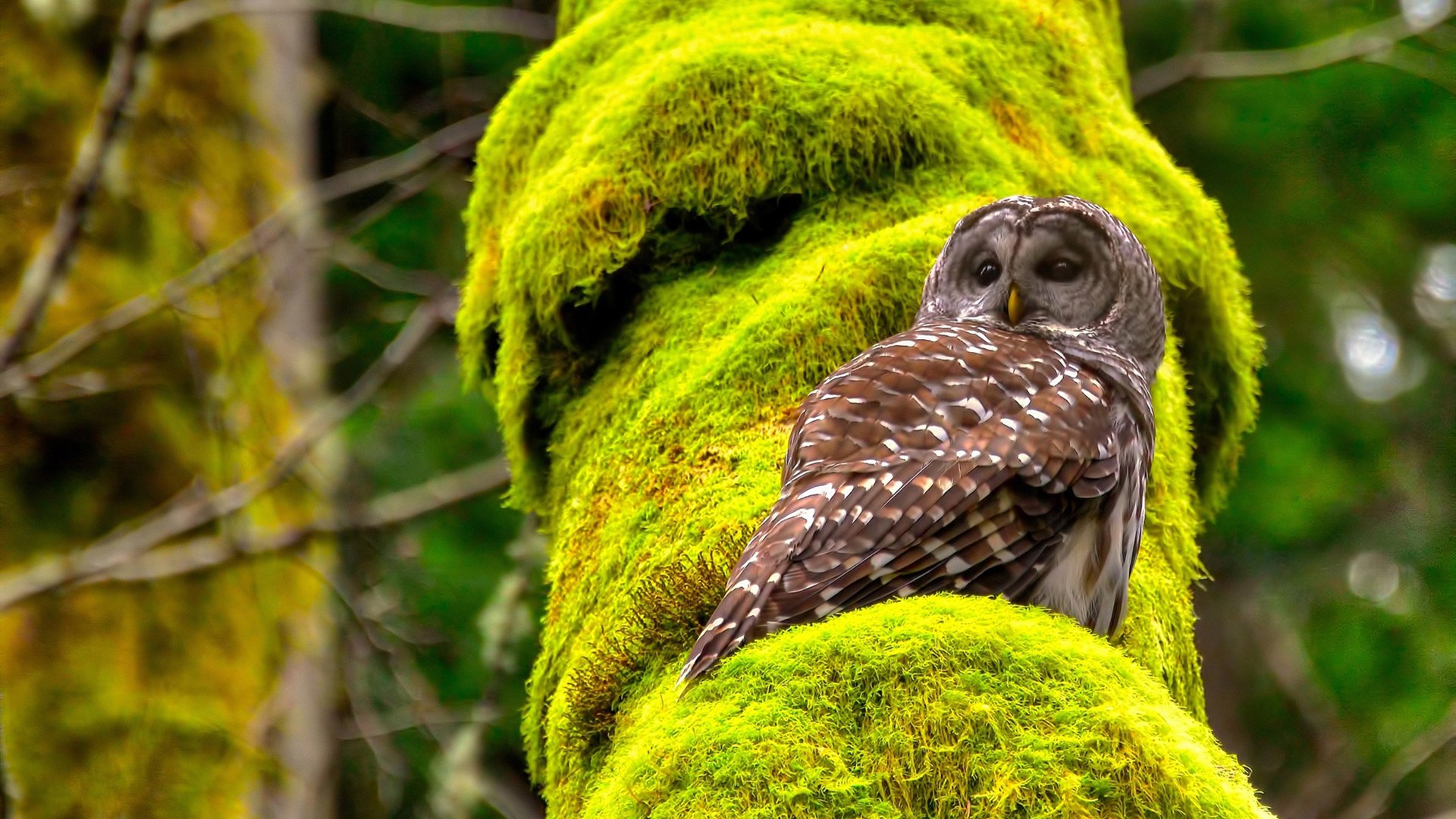 Kaiyun APP-比赛中球员发挥出色,助球队夺得胜利,在比赛中,队员,教练员,助理教练员,替补队员