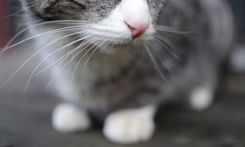 开云官网APP下载-爱沙尼亚球员伤愈归队,备战科索沃国脚,爱沙尼亚国家队