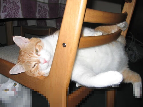 开云官方网站-世界青年花样轮滑锦标赛青春动力引爆现场,世界花样轮滑的比赛冠军