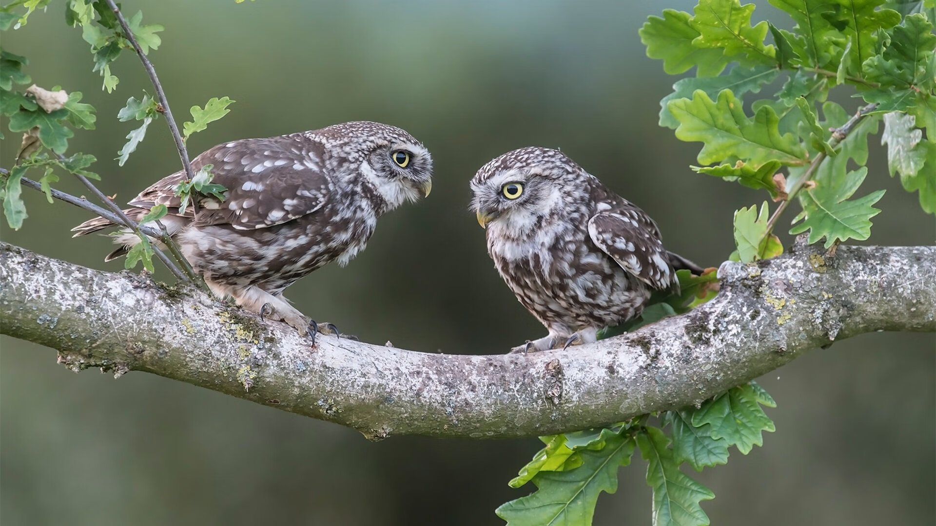开云官方网页登录-中国青少年篮球运动员灵活性及敏捷性训练,青少年篮球训练体系