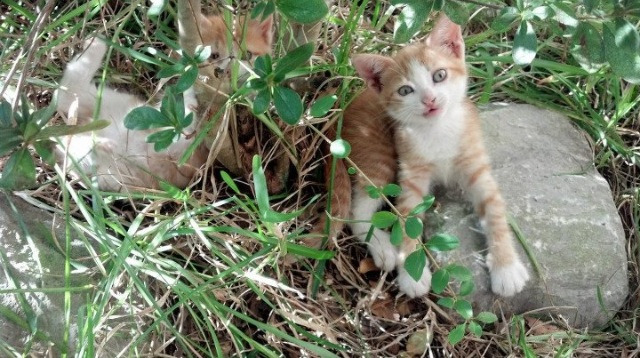 开云官方网站-WTT大满贯中国队包揽全部金牌，wtt大满贯赛