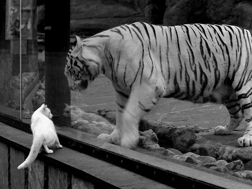 kaiyun体育app-五大联赛转会窗口期后成绩波动是否更明显，五大联赛转会截止