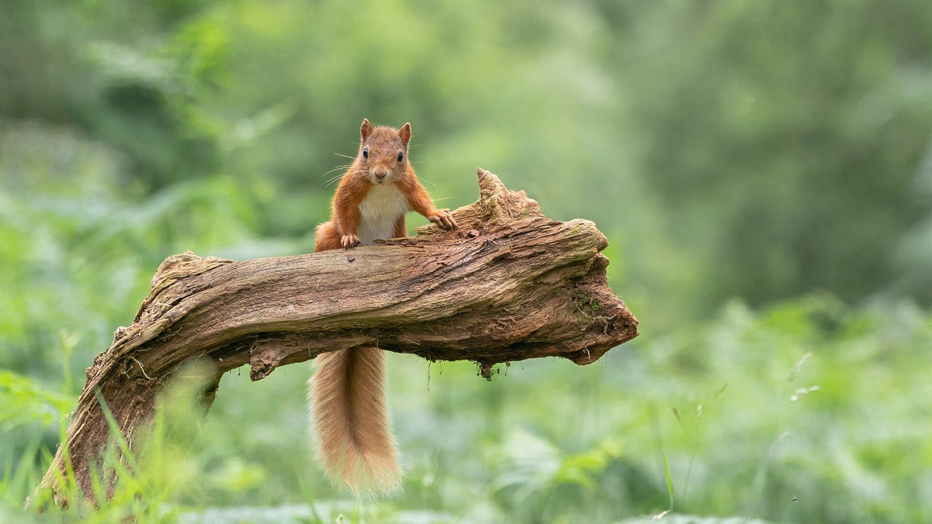 开云入口-替补球员发挥出色,展现深厚实力,替补球员从哪上场