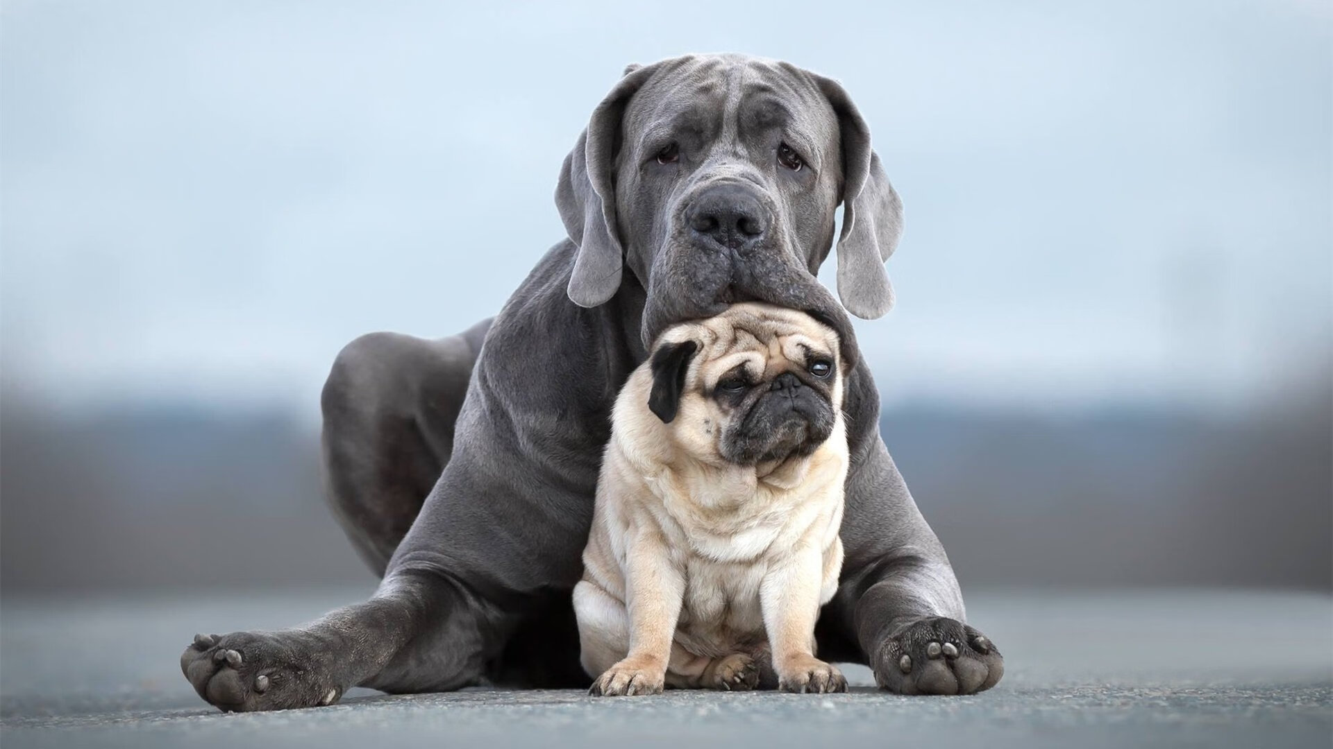 开云官网-梅西在世界杯预选赛中表现出色,国家队战绩喜人