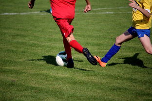 开云kaiyun-比利时男篮在欧洲预赛中坚持不懈，目标奥运荣誉，比利时男子篮球队