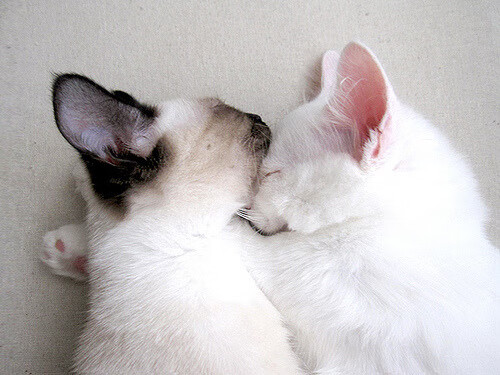 开云中国-欧洲杯战术创新:变化多端惊艳全场!,欧洲杯战前分析